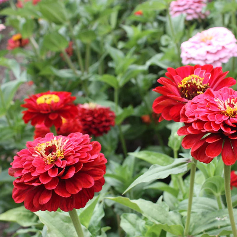 Zinnia F1 Tall Red Summer Flower Seeds
