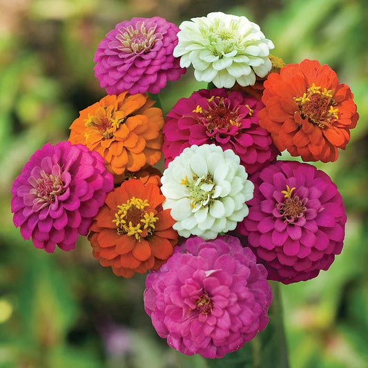 Zinnia Pumila Mixed Summer Flower Seeds